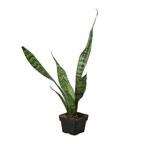 Snake Plant &
