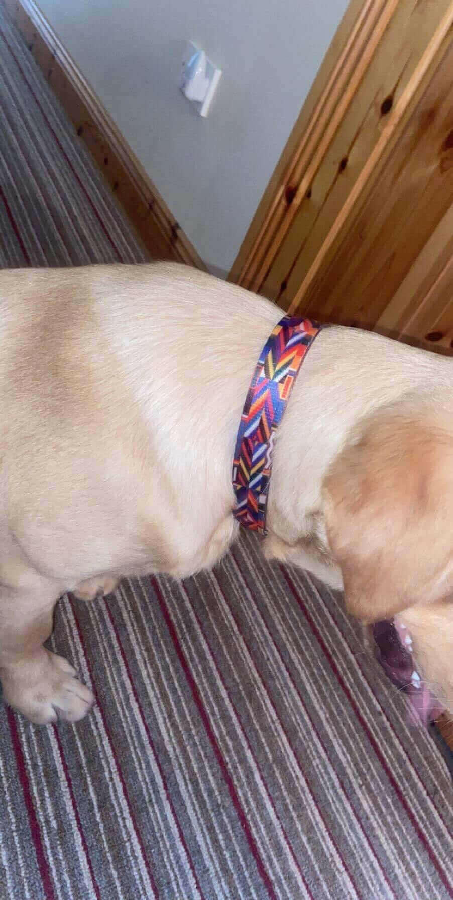 Wholesale Durable Designer Dog Collar No. 6l