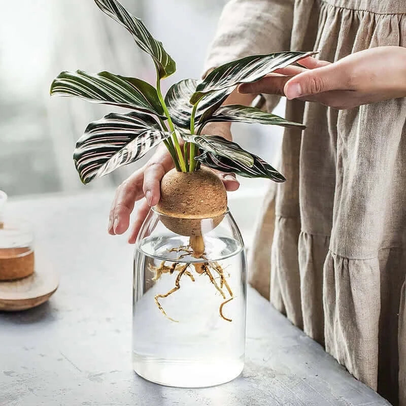 Simple glass vase transparent hydroponic plant flower apparatus modern