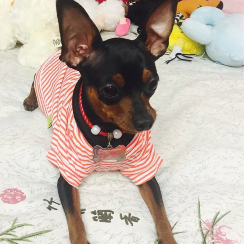 Stylish Summer Clothes for Small Dogs & Cats