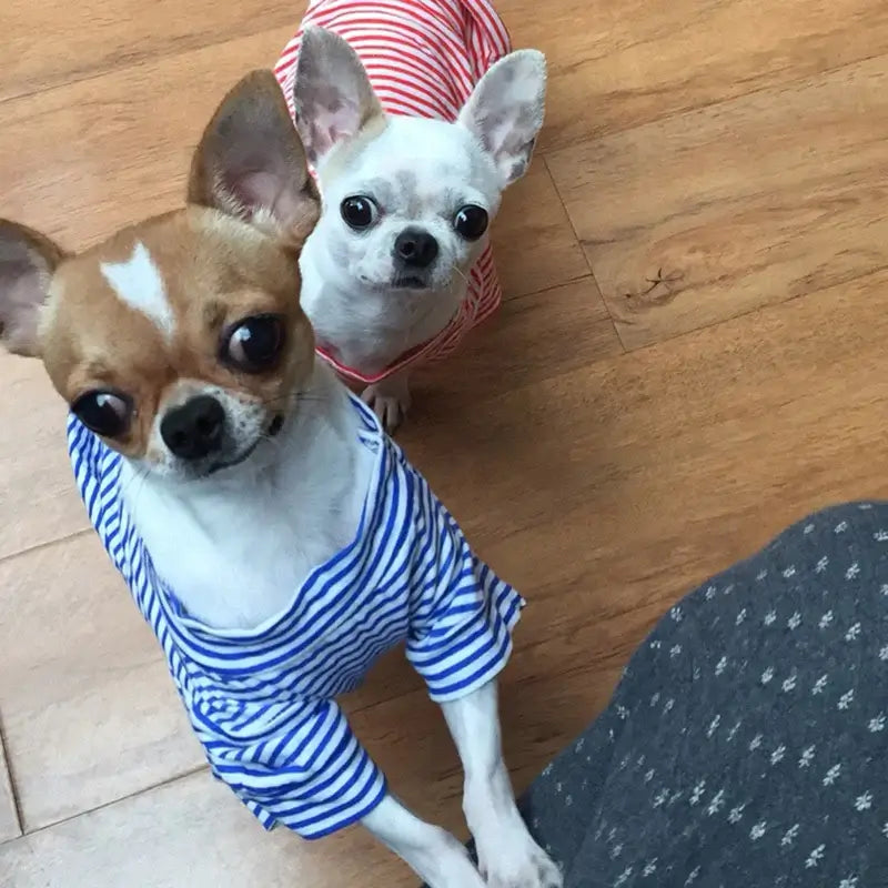Stylish Summer Clothes for Small Dogs & Cats