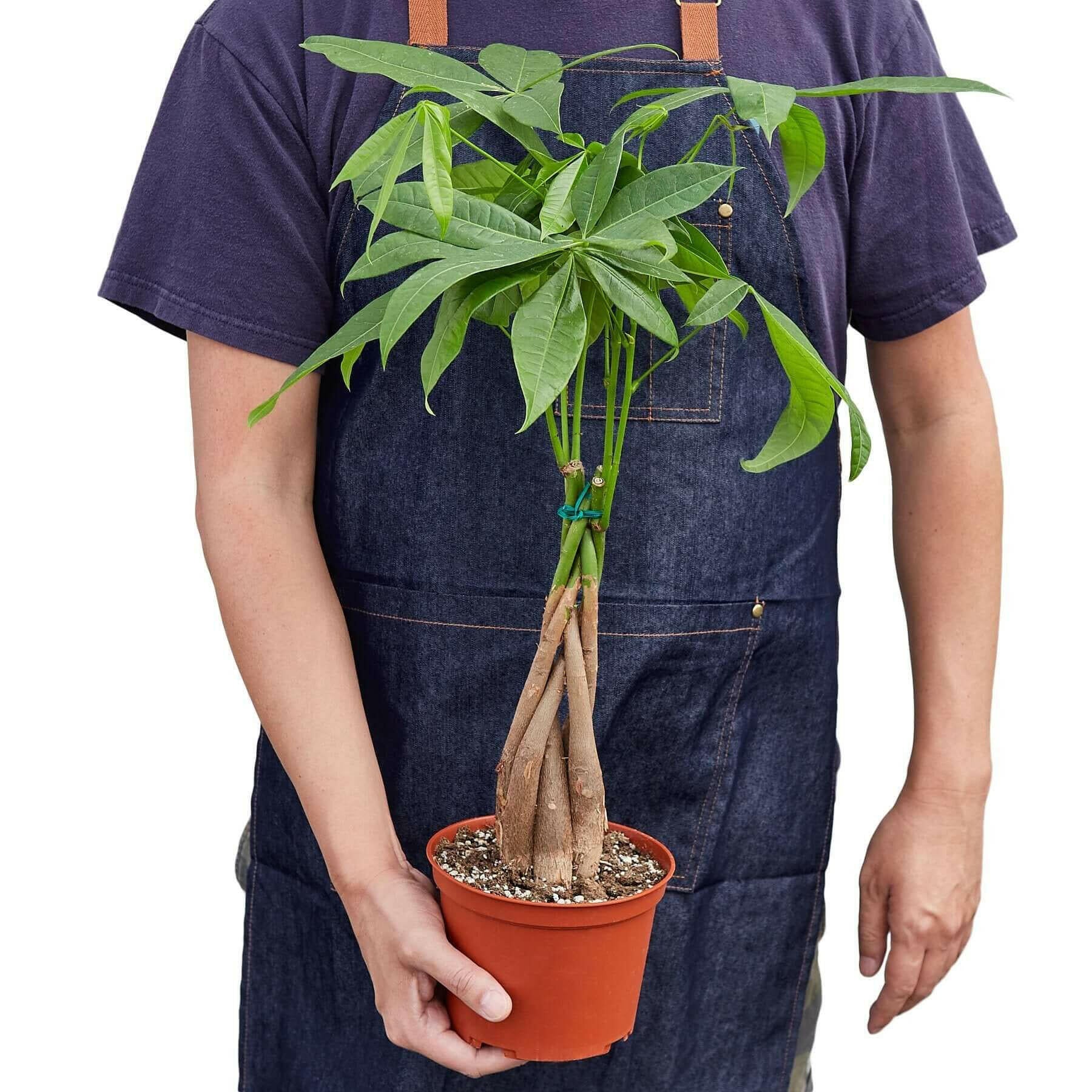 Money Tree &