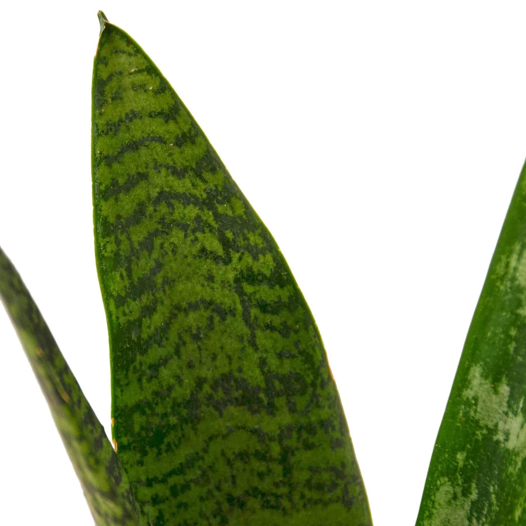 Snake Plant &