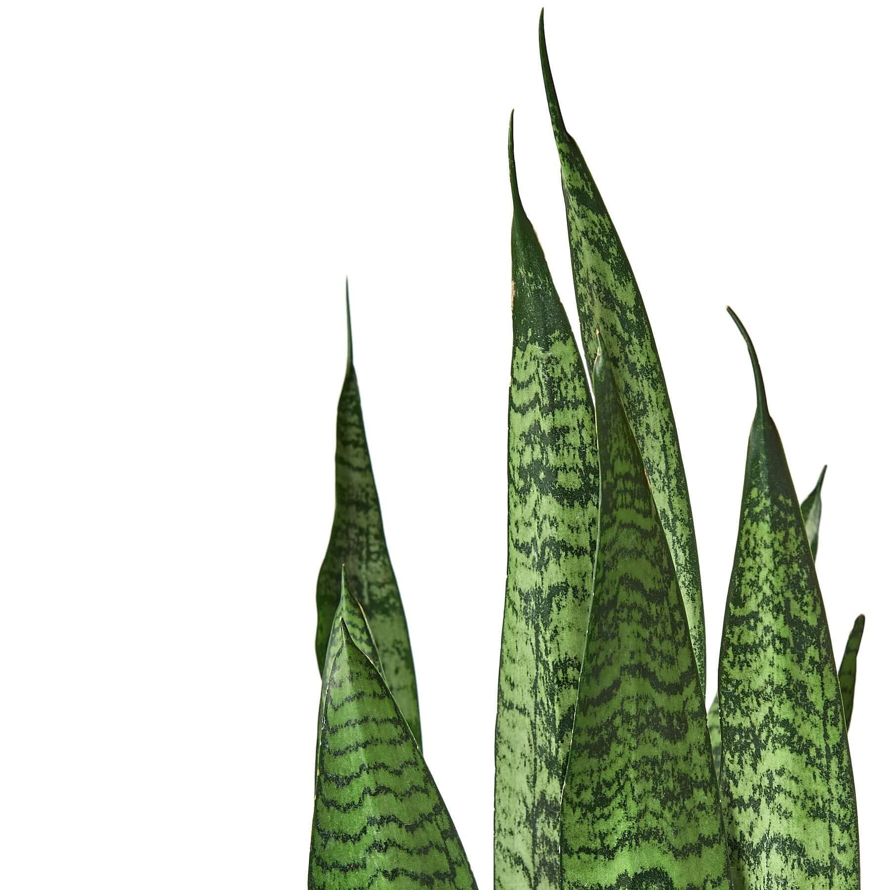 Snake Plant &