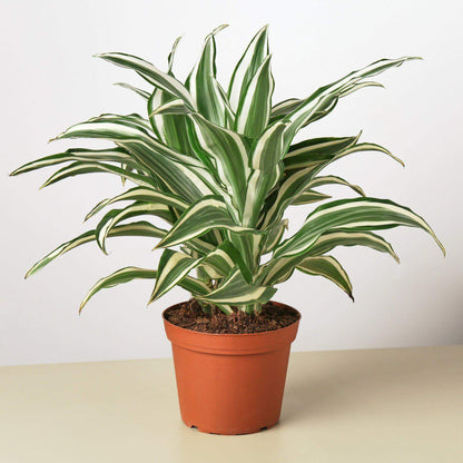 Dracaena 'Warneckii White Jewel'