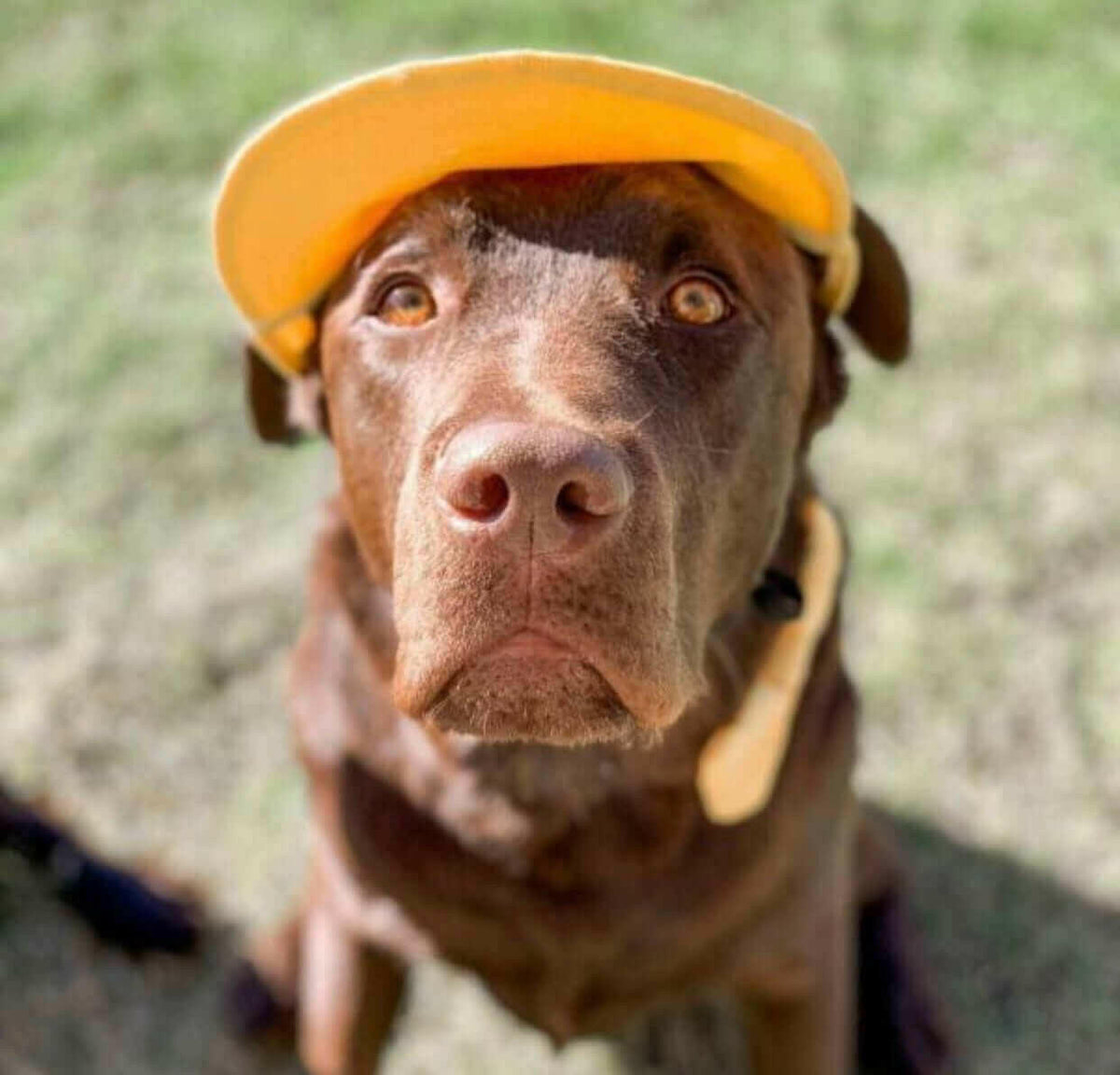 Pets Cap Pineapple.