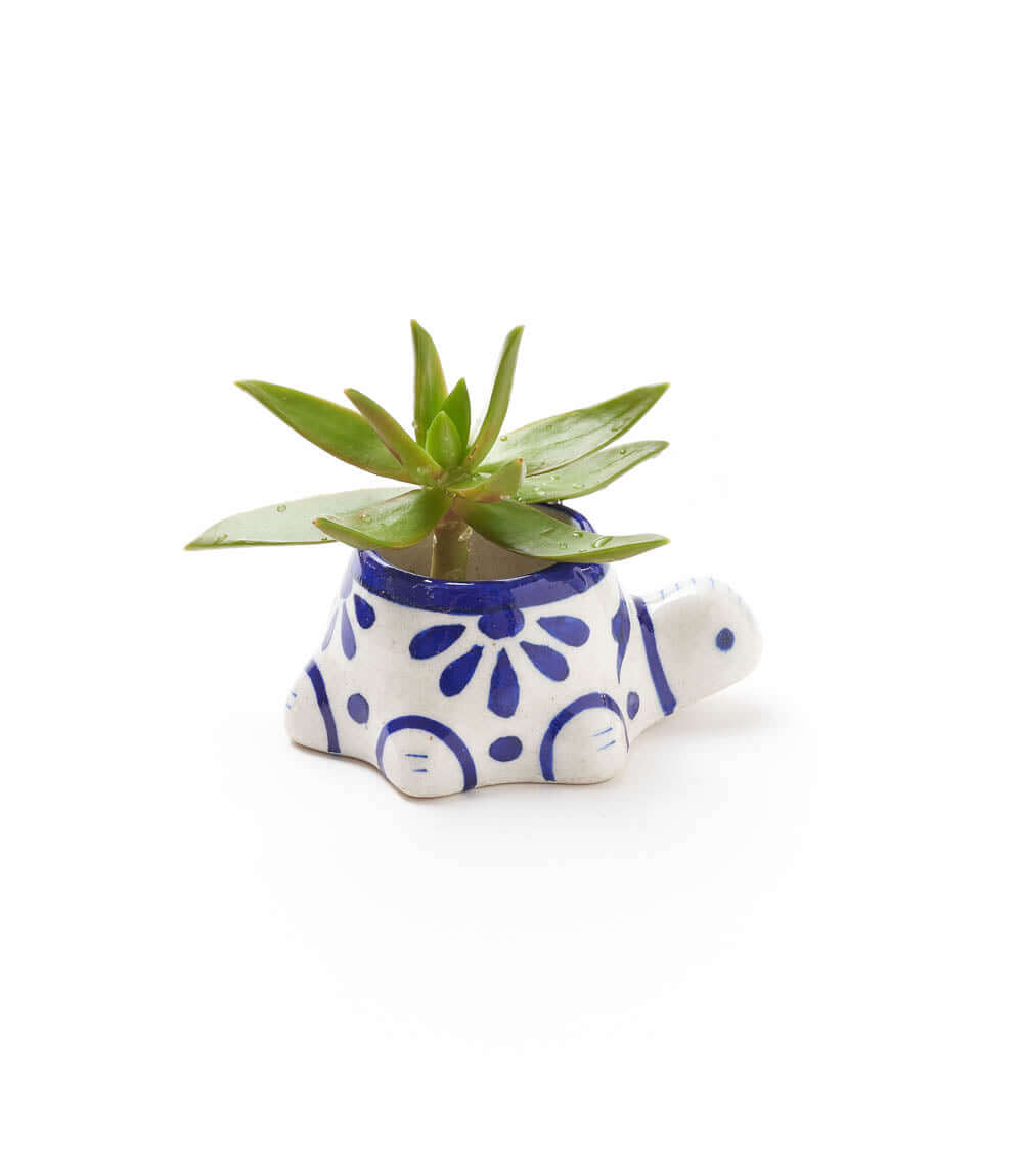 Lalita Baby Turtle Mini Succulent Planter - White, Blue Hand Painted
