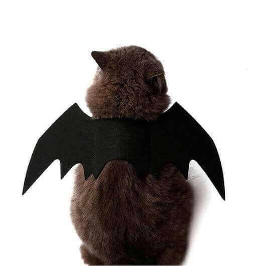 Easy Batwings Cat Halloween Costume.