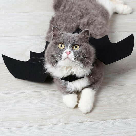 Easy Batwings Cat Halloween Costume.