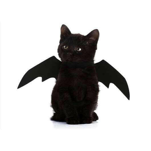 Easy Batwings Cat Halloween Costume