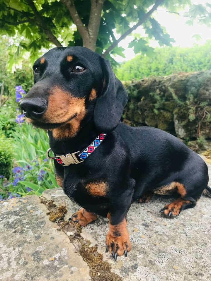 Wholesale Durable Designer Dog Collar No. 2s