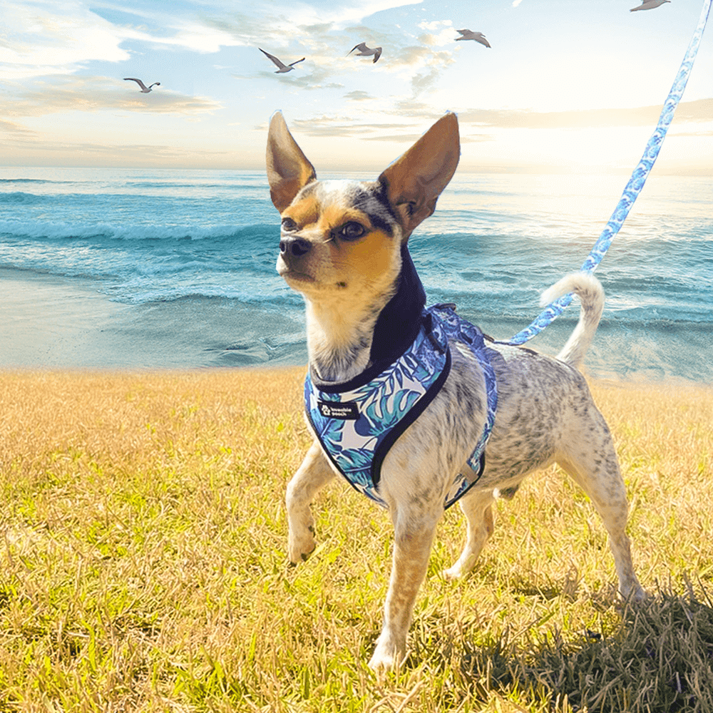 Beach Vibes Dog Harness & Leash Set