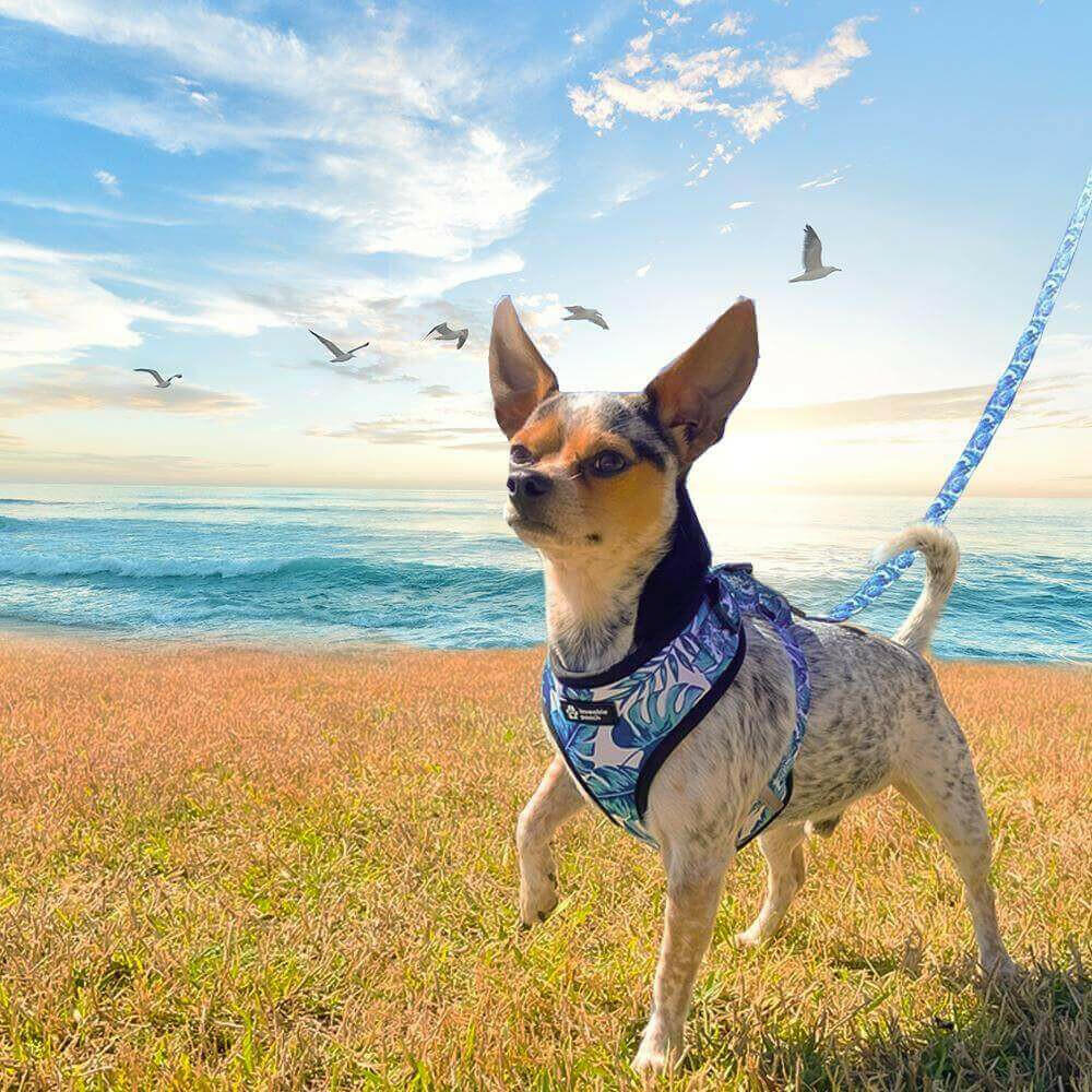 Beach Vibes Adjustable Dog Harness