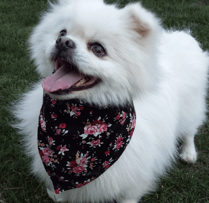 Adjustable Triangle Bandana.