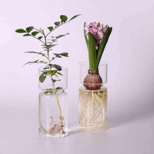 Hyacinths Hydroponic Terrarium Plant Vases | Glass Container Plants.