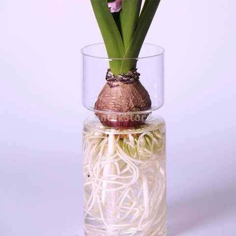 Hyacinths Hydroponic Terrarium Plant Vases | Glass Container Plants.