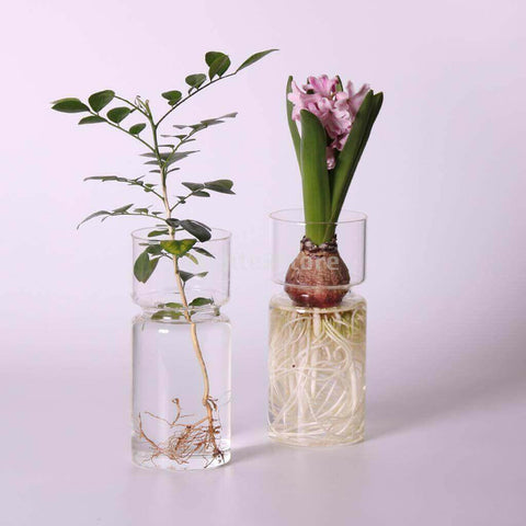 Hyacinths Hydroponic Terrarium Plant Vases | Glass Container Plants.