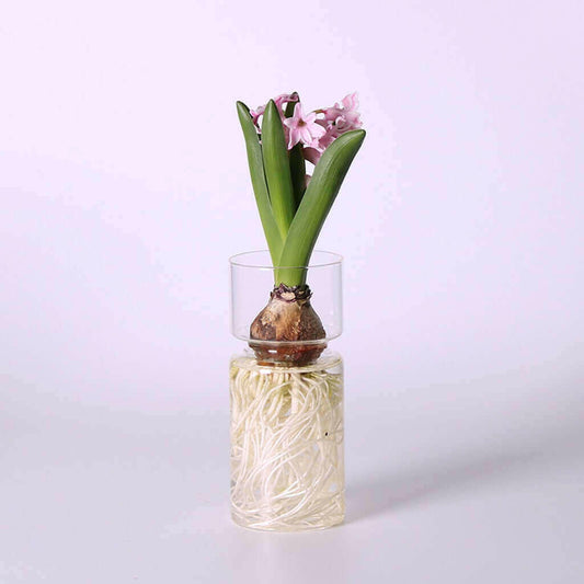 Hyacinths Hydroponic Terrarium Plant Vases | Glass Container Plants.