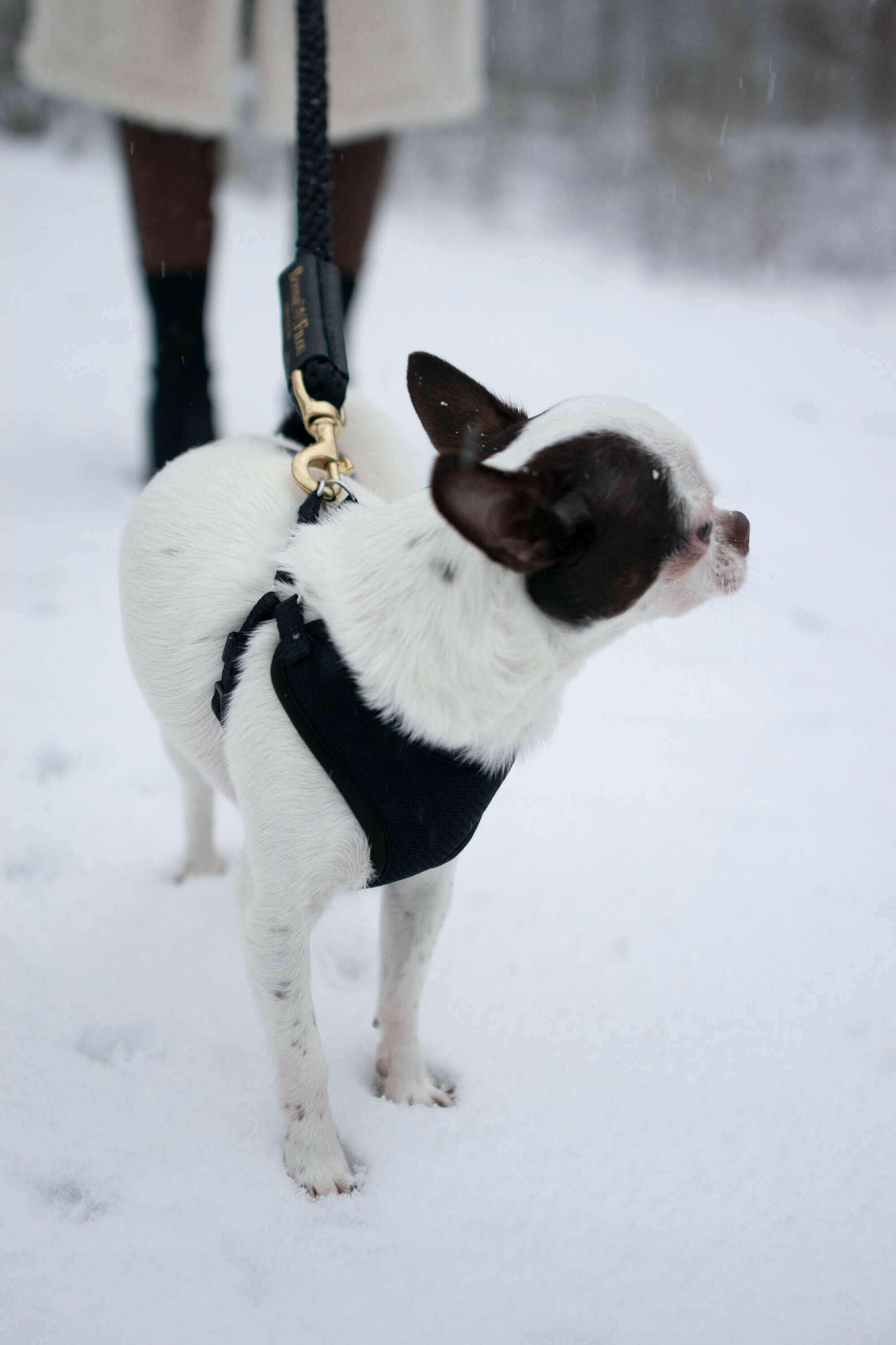 Bundle Shearling Fur Grip + Rope Leash for Dogs.