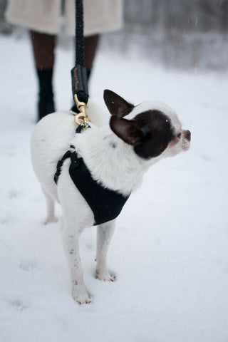 Bundle Shearling Fur Grip + Rope Leash for Dogs