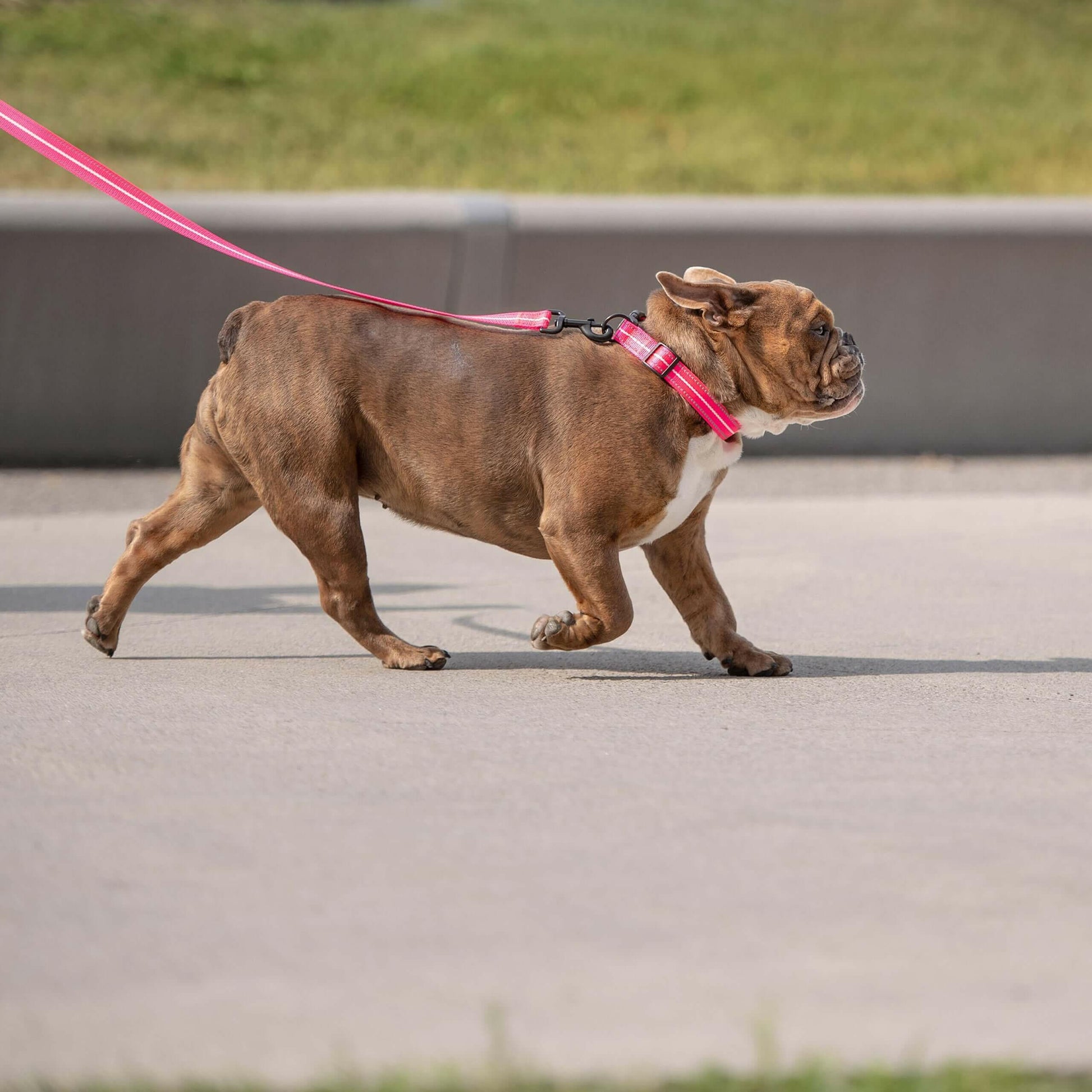 Reflective Collar - Neon Pink.