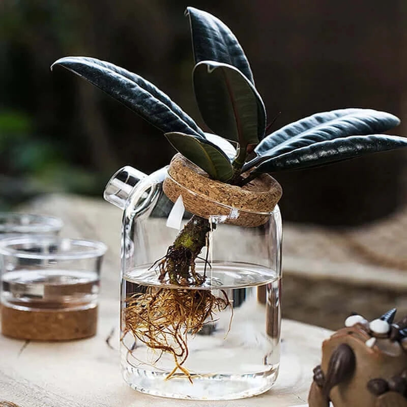 Simple glass vase transparent hydroponic plant flower apparatus modern