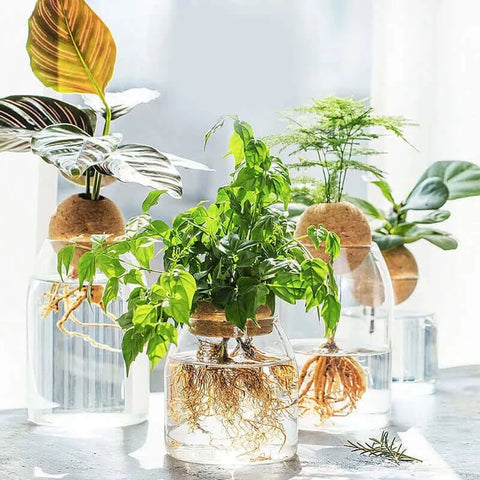 Simple glass vase transparent hydroponic plant flower apparatus modern.