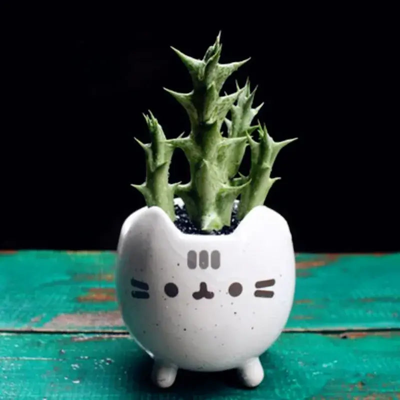 cute cat succulent pot