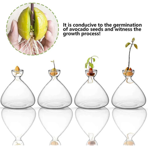 Seed Vase Avocado Seed Starter Vase Plant Vase for Growing Avocado.