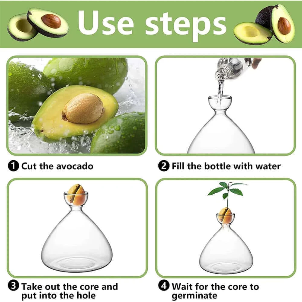 Seed Vase Avocado Seed Starter Vase Plant Vase for Growing Avocado.