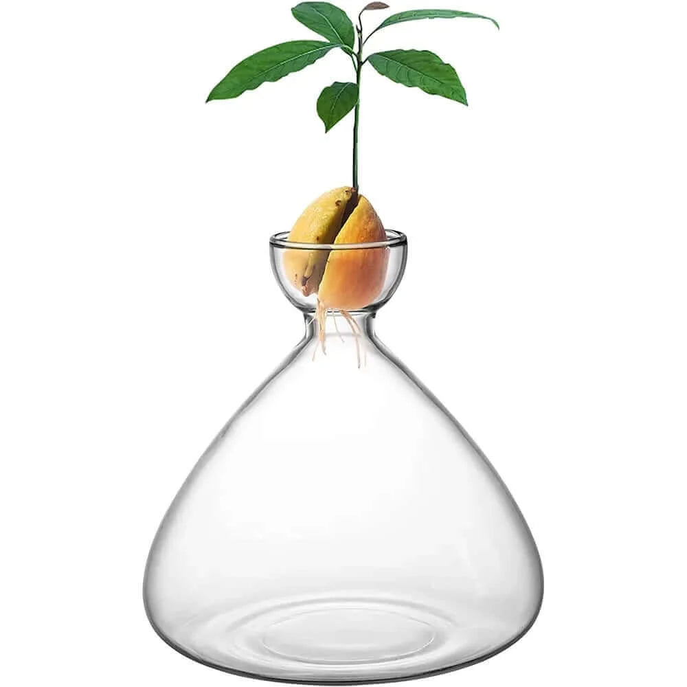 Seed Vase Avocado Seed Starter Vase Plant Vase for Growing Avocado