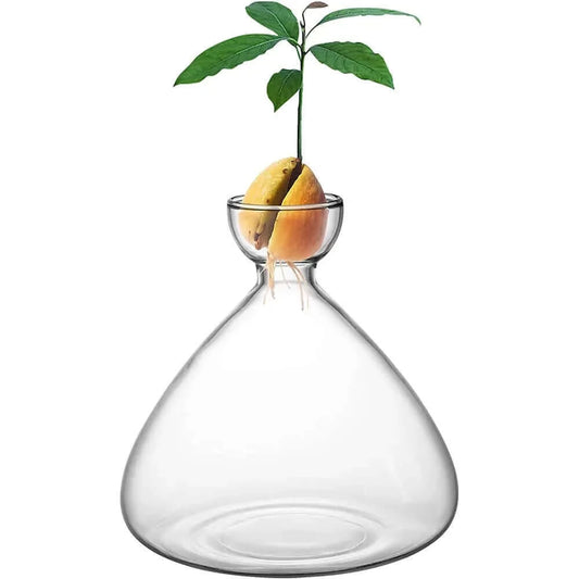 Seed Vase Avocado Seed Starter Vase Plant Vase for Growing Avocado.