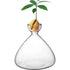 Seed Vase Avocado Seed Starter Vase Plant Vase for Growing Avocado