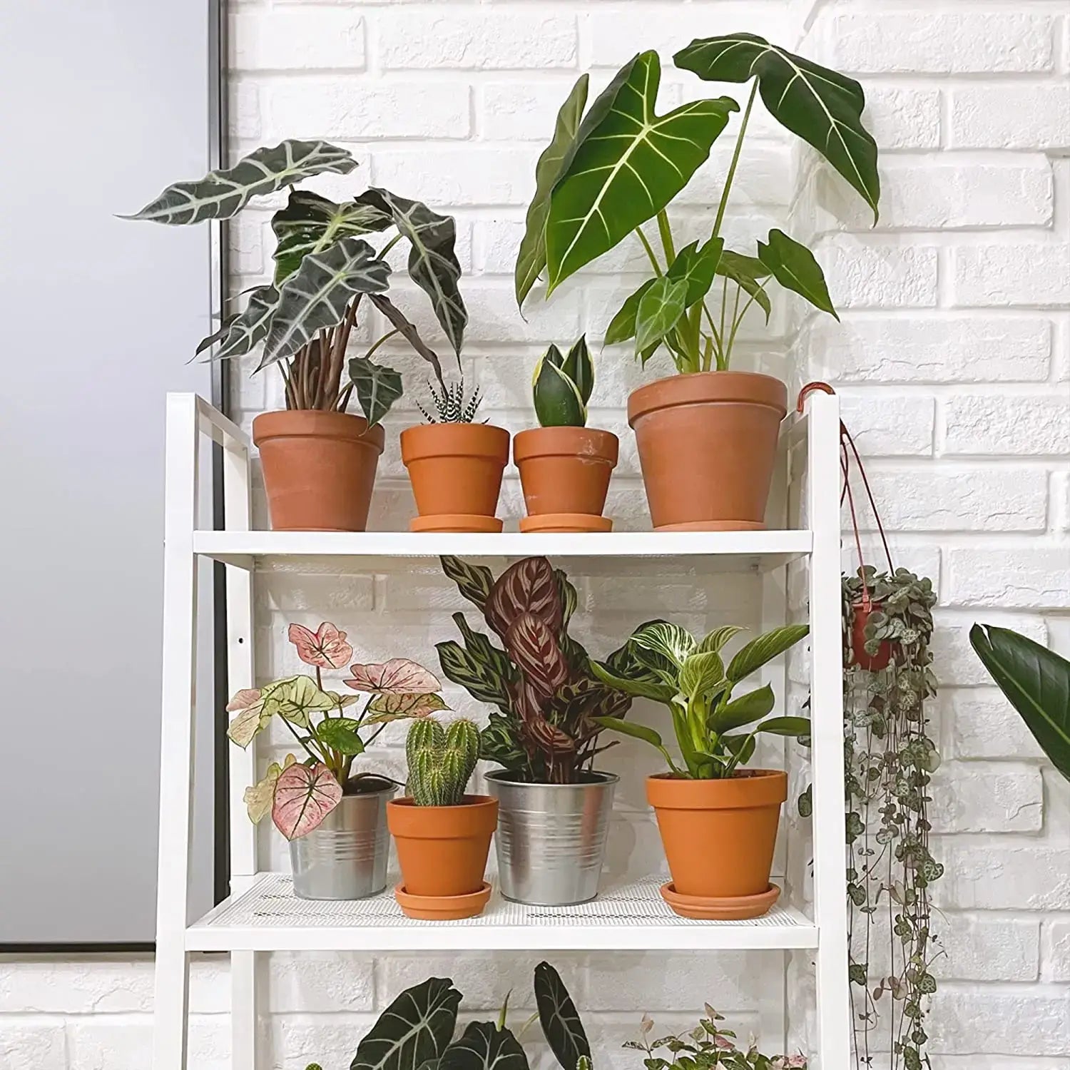 2 inch terra cotta pots