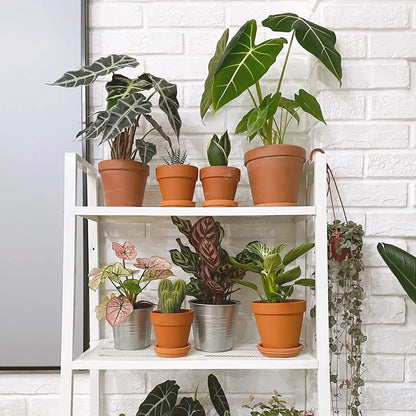 2 inch terra cotta pots