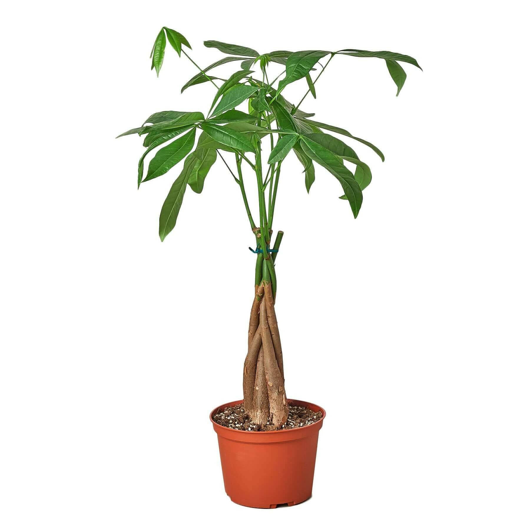 Money Tree 'Guiana Chestnut' Pachira Braid.