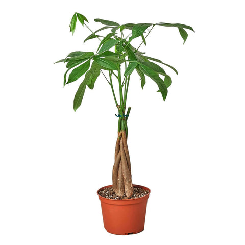 Money Tree 'Guiana Chestnut' Pachira Braid.