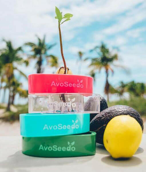 AvoSeedo 3-Pack.