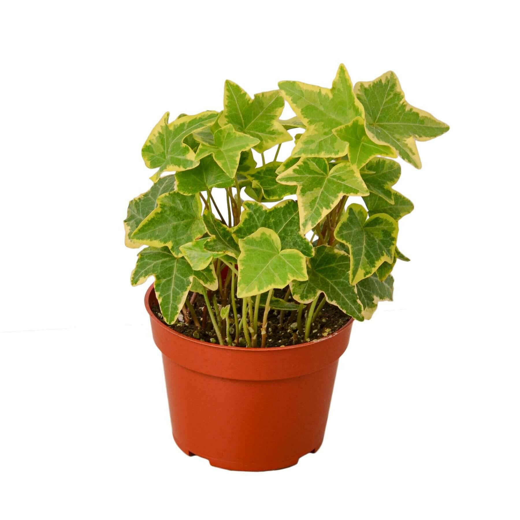 English Ivy Gold Child.