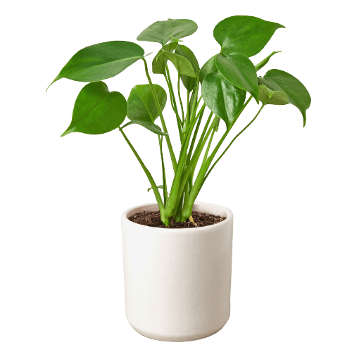 Philodendron Monstera Split-Leaf