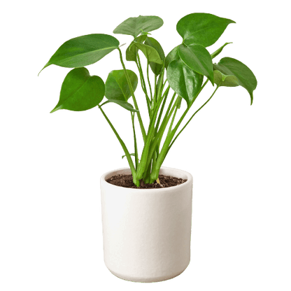 Philodendron Monstera Split-Leaf