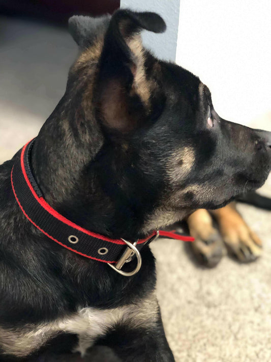 Durable Dog Collar - Red/Black.