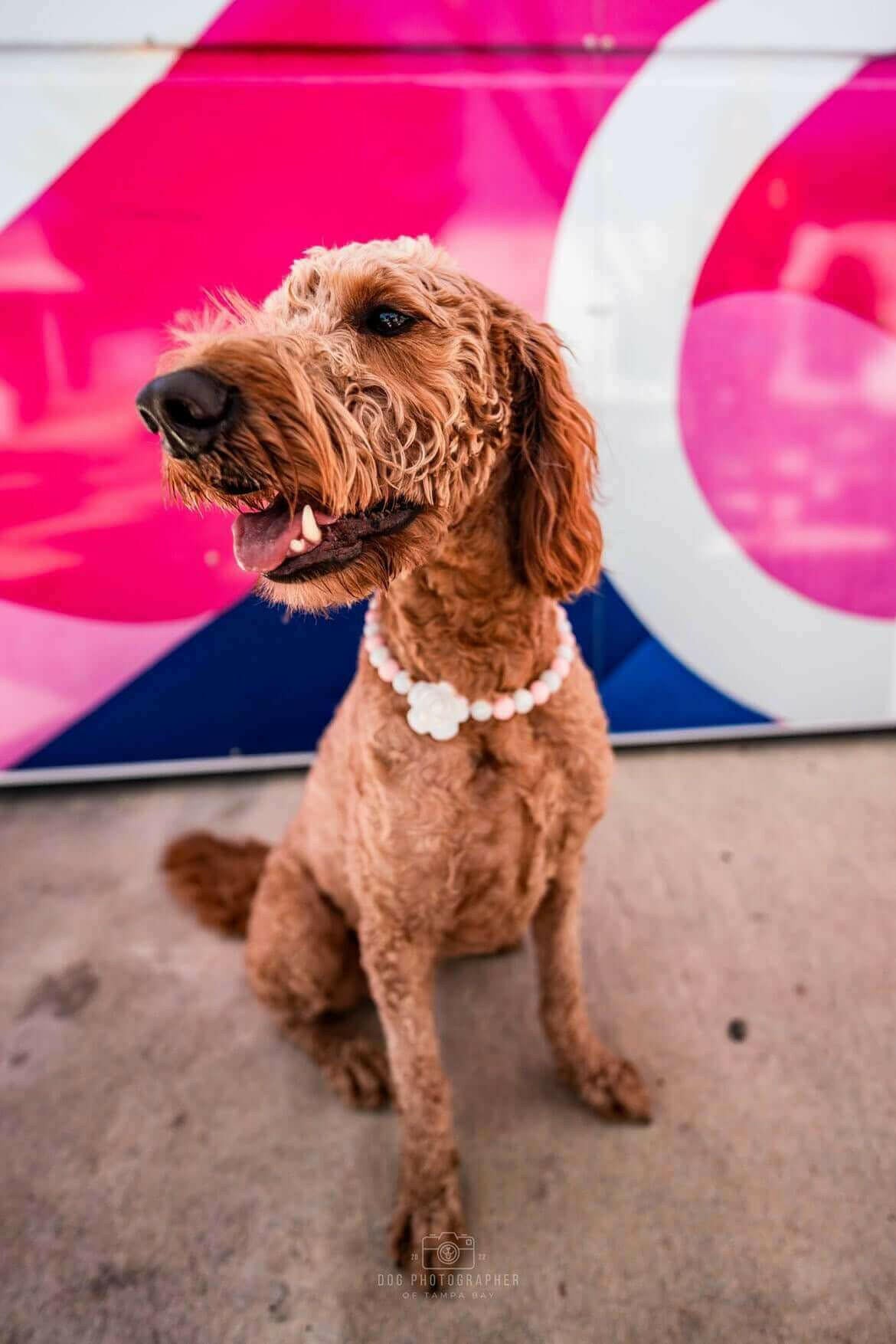 Pretty in Pink | Pet Collar.