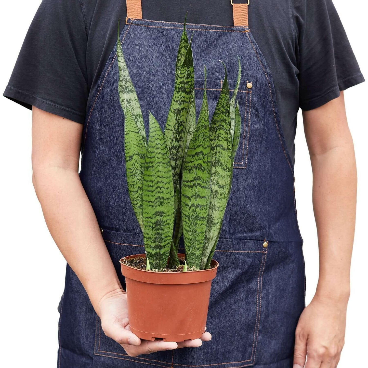 Snake Plant &