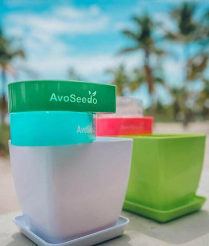 AvoSeedo Plant Pot Set.