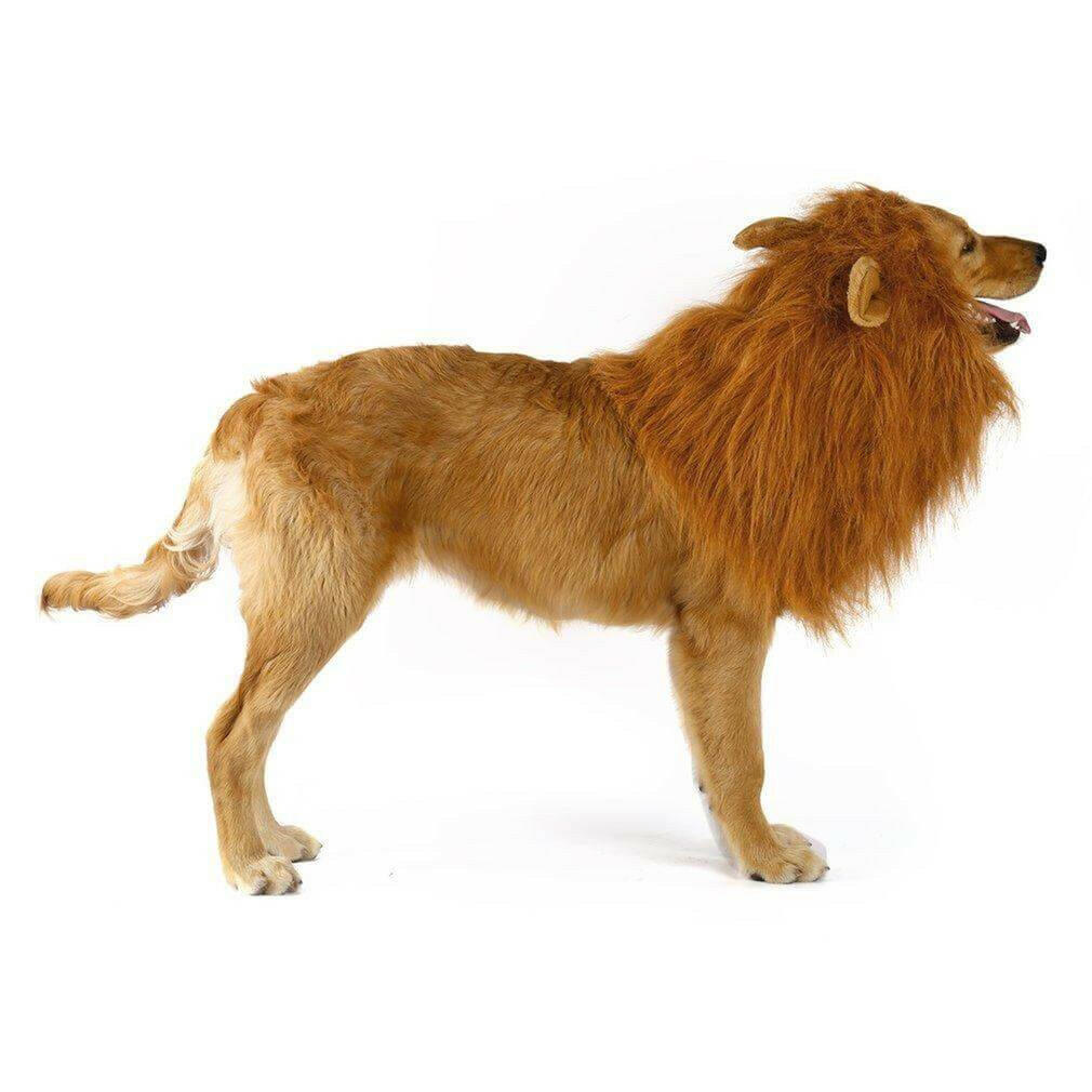 Lion Theme Dog Wig.