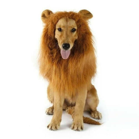 Lion Theme Dog Wig.