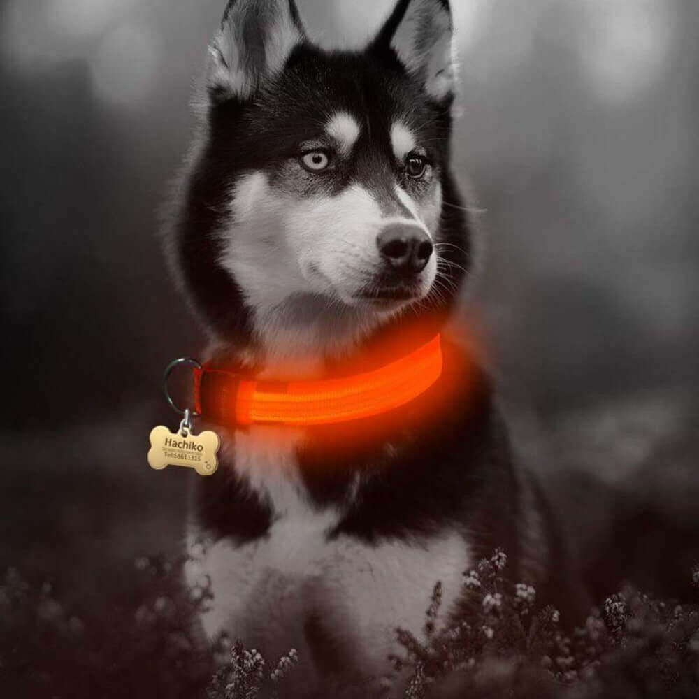 2 PCS Set Nylon LED Dog Collar.